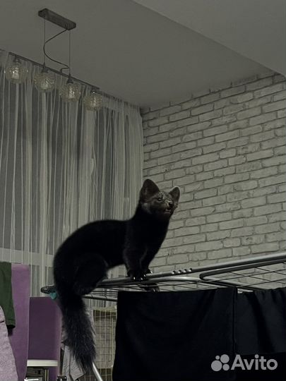 Соболь животное