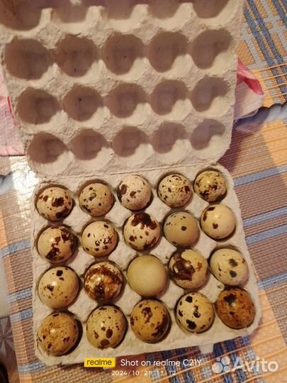 Яйца перепелиные