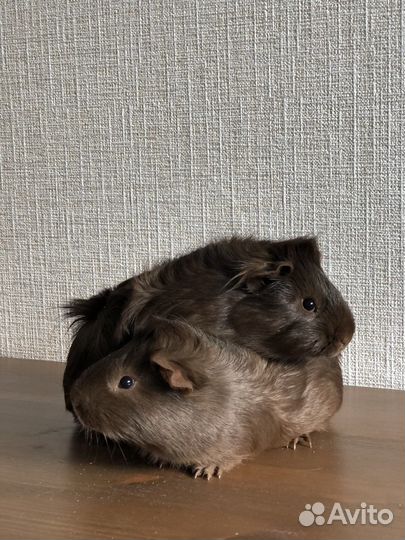 Морские свинки