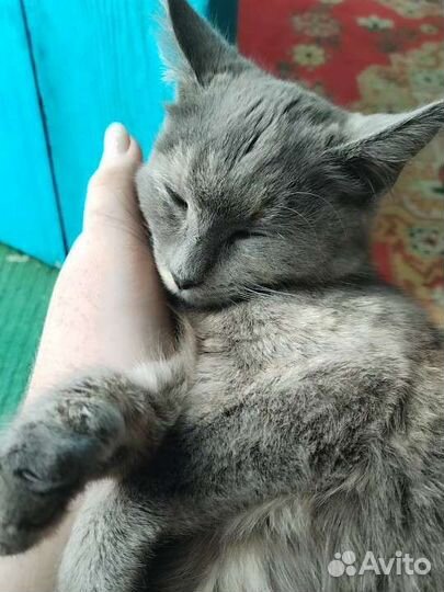 SOS - Кошечка ищет дом