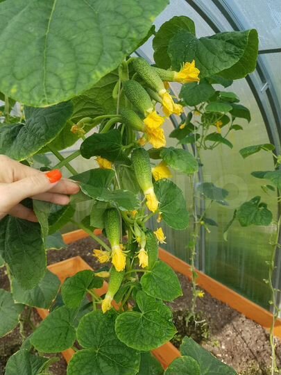 Дача 72 м² на участке 12 сот.