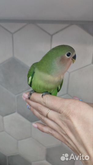 Попугай неразлучник