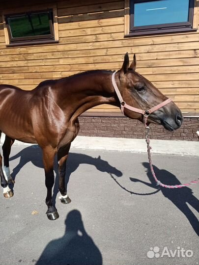 Продажа орловских лошадей