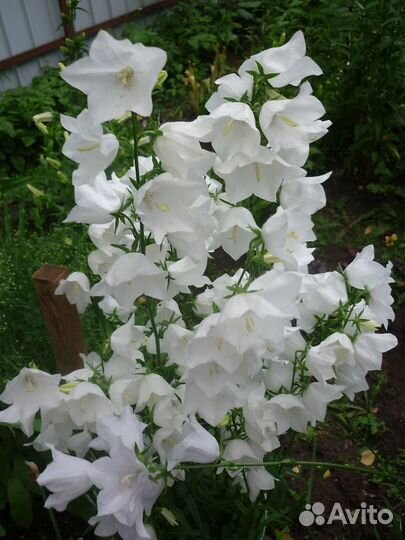 Колокольчик персиколистный