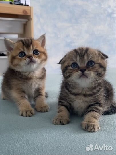 Шотландские котята