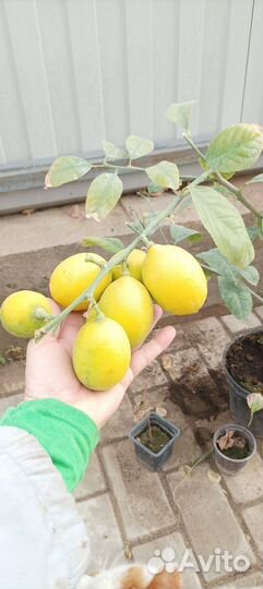 Лимонное дерево