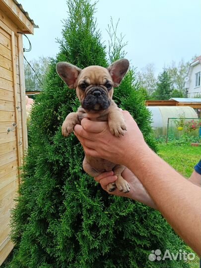 Французский бульдог щенки с документами