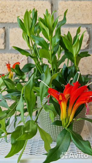 Комнатные цветы Пентас Антуриум Эсхинантус