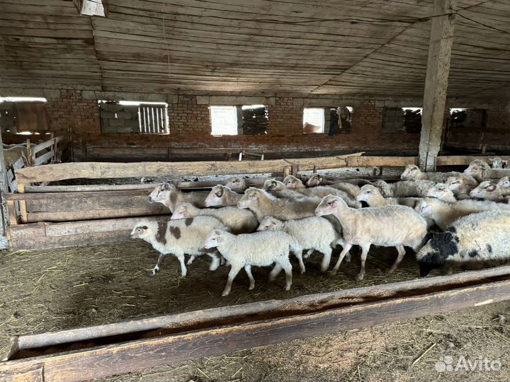 Овцы ягнята баранчик