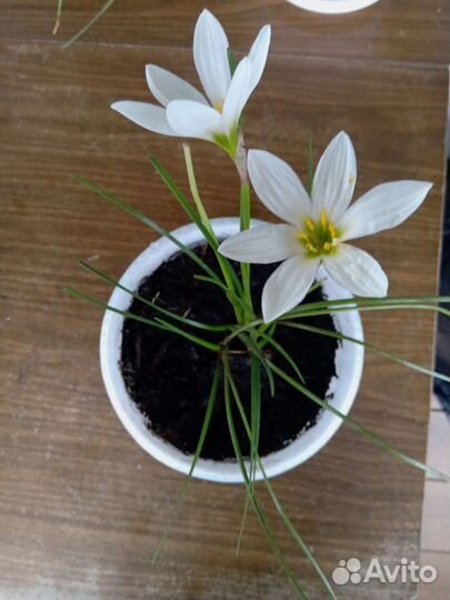 Зефирантес комнатные цветы