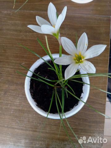 Зефирантес комнатные цветы