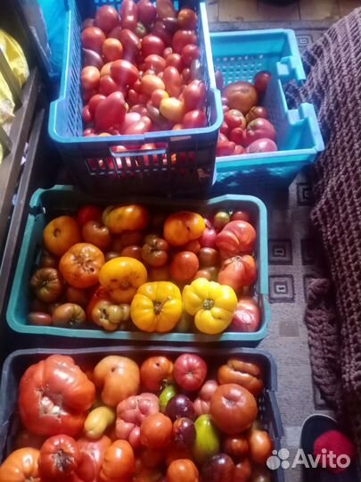 Семена очень редких сортов томатов