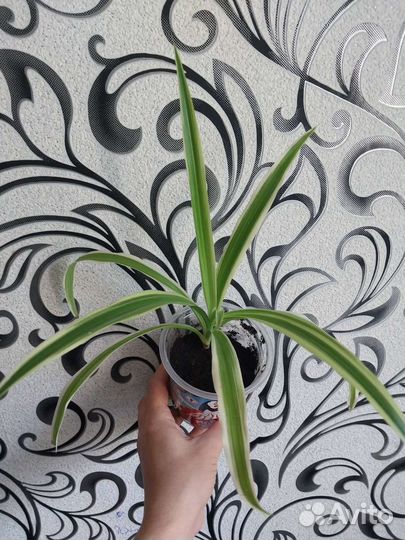 Фикусы, бальзамин, декабрист