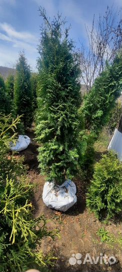 Оптом Туя Колумба, Барабант, Смарагд