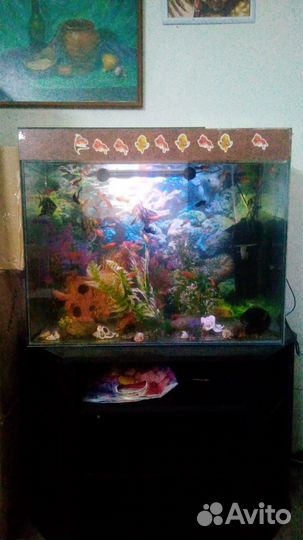 Аквариумы и рыбки