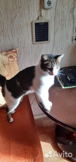 Кошка
