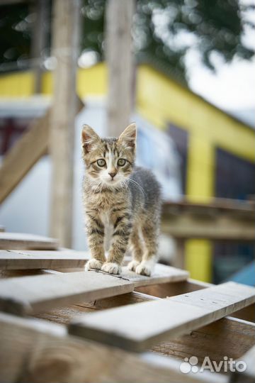 Котята в добрые руки мальчик