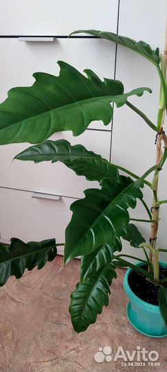 Филодендрон крокодил,замиокулькас