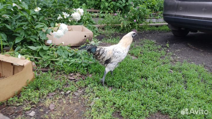 Молодые петухи