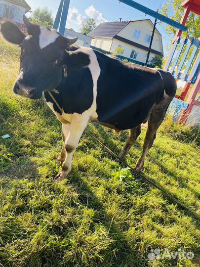 Бычки и быки