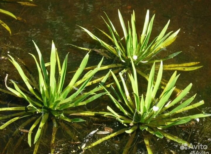 Растения для пруда