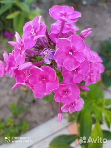 Флоксы многолетние