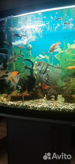 Украшение для аквариума