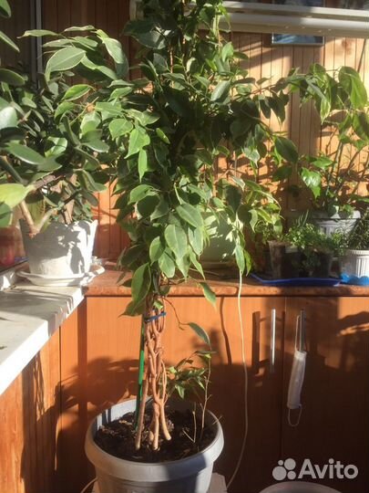 Фикус бенджамина пестролистный