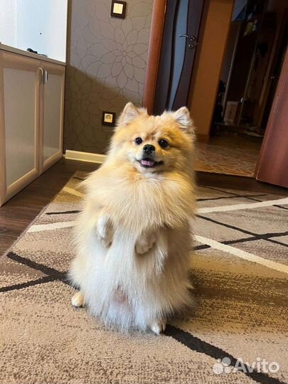 Шпиц, кабель на вязку