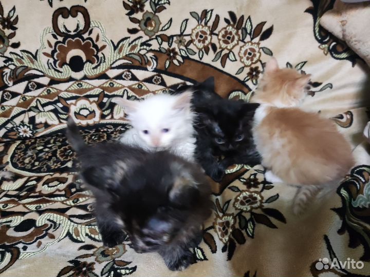 Кошка в дар
