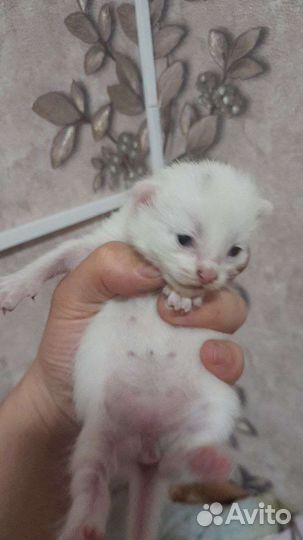 В добрые руки, разный цвет глаз