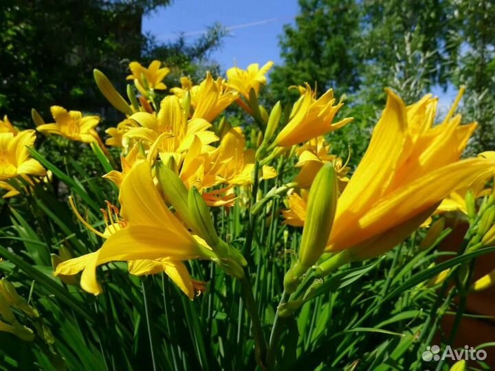 Лилейник лимонно-желтый, оранжевый