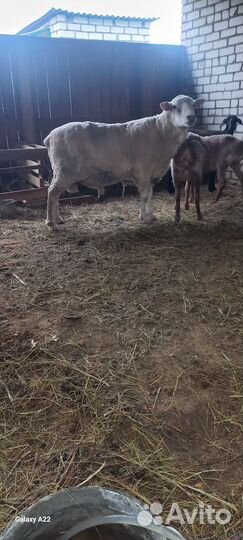 Баран тексель