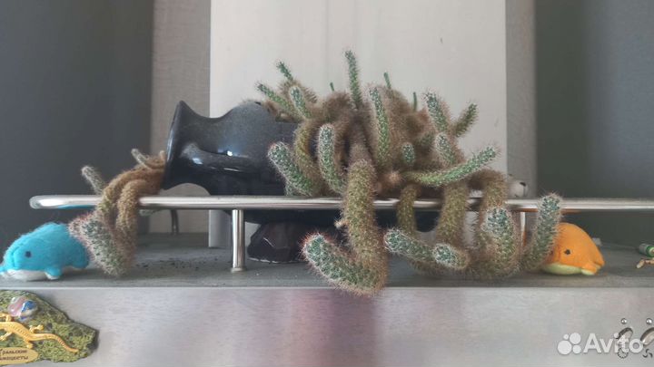 Кактус в амфоре