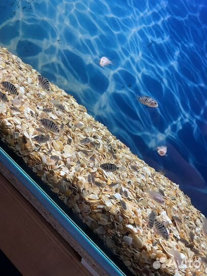 Аквариумная рыба