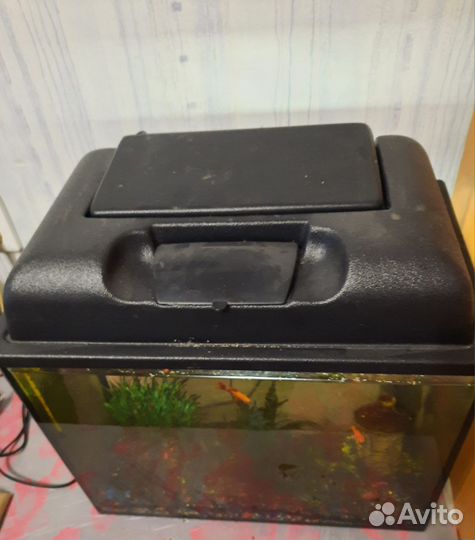 Аквариумные рыбки