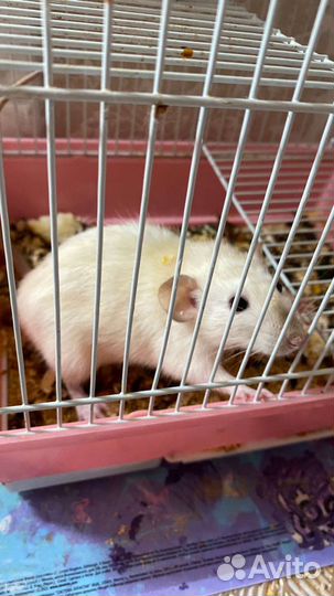 Крыса ручная