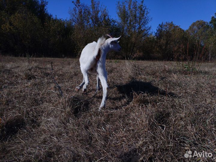 Козочка и козлик