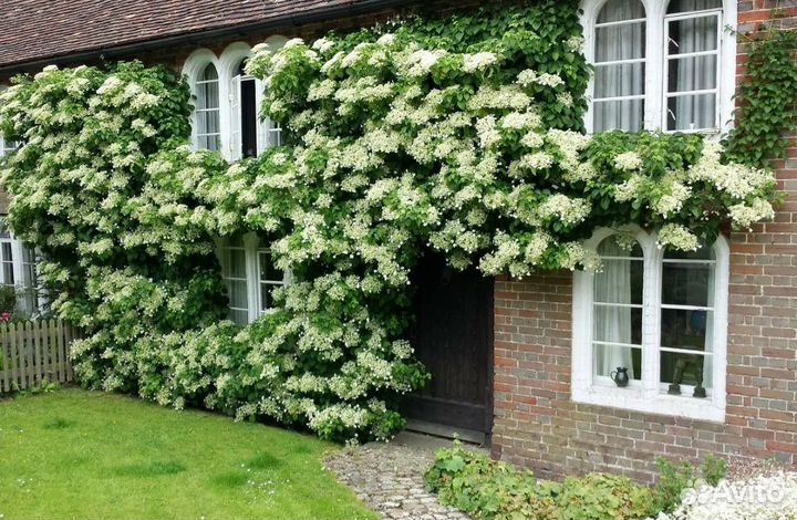 Гортензия плетистая