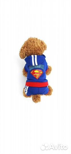 Одежда для мелких собак