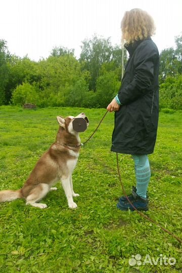 Кинолог. Дрессировка собак. Передержка собак