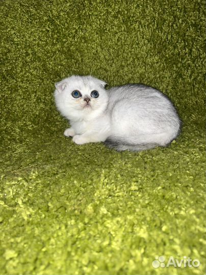 Котята с невероятными глазами