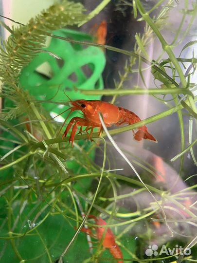 Молодняк красного калифорнийского рака