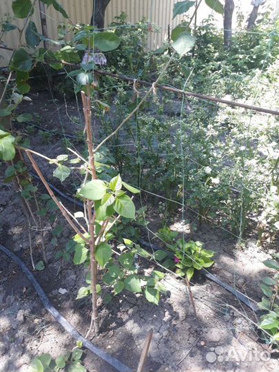 Бугенвиллия