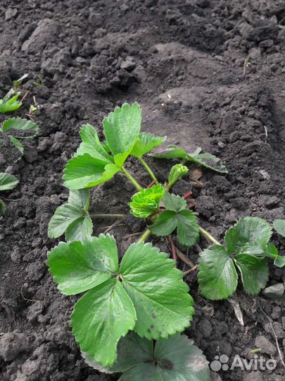 Рассада клубники (усы)