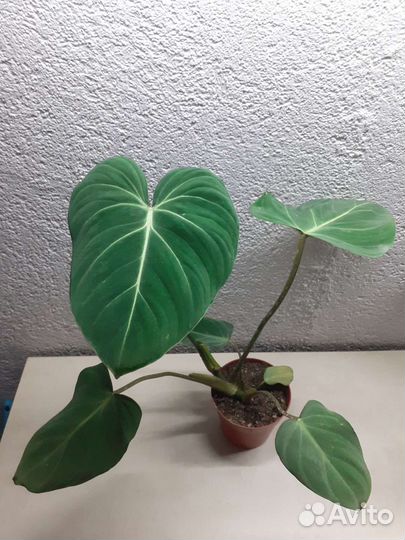 Филодендрон глориозум