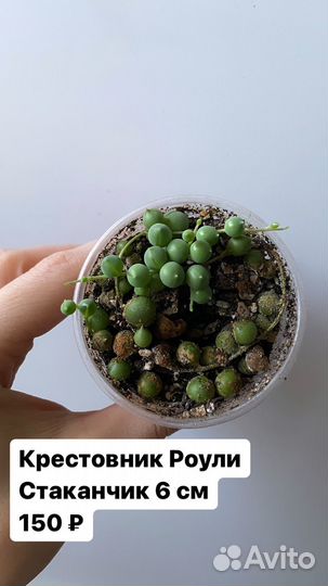 Суккуленты. Граптоверия Граптопеталум и др