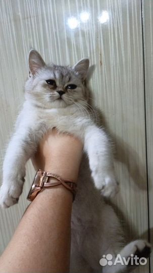 Котята Шотландские