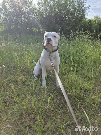 Отдаю стафа в добрые руки