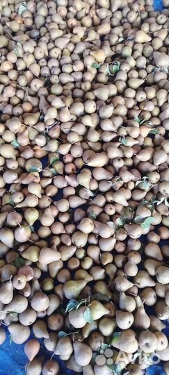 Продам грушу